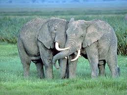 best elephants